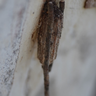 Clania ignobilis (Faggot Case Moth) at QPRC LGA - 27 Oct 2018 by natureguy