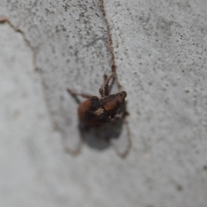 Gonipterus sp. (genus) at Wamboin, NSW - 27 Oct 2018