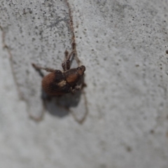 Gonipterus sp. (genus) at Wamboin, NSW - 27 Oct 2018