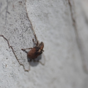 Gonipterus sp. (genus) at Wamboin, NSW - 27 Oct 2018