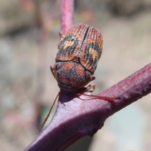 Cadmus (Cadmus) crucicollis at Symonston, ACT - 31 Oct 2018