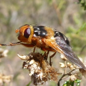 Microtropesa sp. (genus) at Hackett, ACT - 31 Oct 2018 09:15 AM