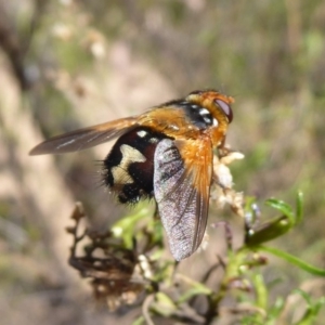 Microtropesa sp. (genus) at Hackett, ACT - 31 Oct 2018