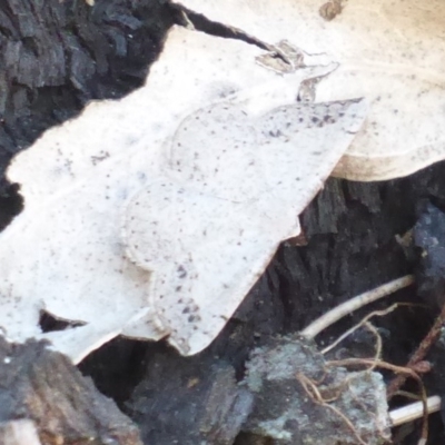 Taxeotis intextata (Looper Moth, Grey Taxeotis) at Mount Ainslie - 31 Oct 2018 by Christine
