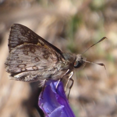 Trapezites phigalioides (Montane Ochre) at Majura, ACT - 31 Oct 2018 by Christine