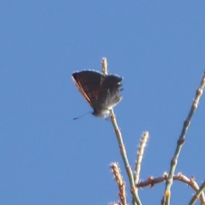 Acrodipsas aurata at Ainslie, ACT - 31 Oct 2018