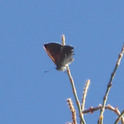 Acrodipsas aurata (Golden Ant-blue) at Mount Ainslie - 31 Oct 2018 by Christine