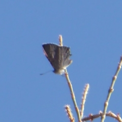 Acrodipsas aurata at Ainslie, ACT - 31 Oct 2018