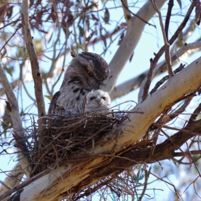 Podargus strigoides (Tawny Frogmouth) at Red Hill to Yarralumla Creek - 26 Oct 2018 by RobParnell