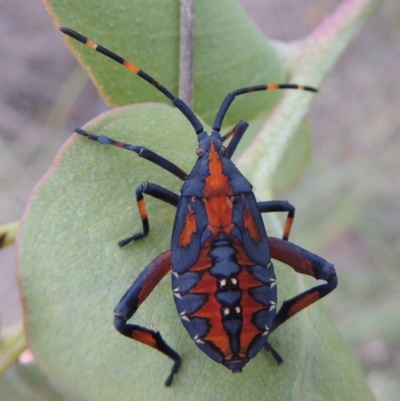 Amorbus (genus) (Eucalyptus Tip bug) at Paddys River, ACT - 12 Jan 2015 by MichaelBedingfield