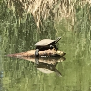 Emydura macquarii at Acton, ACT - 31 Oct 2018