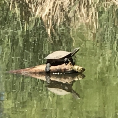 Emydura macquarii (Macquarie Turtle) at Sullivans Creek, Acton - 31 Oct 2018 by PeterR