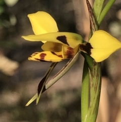 Diuris sulphurea (Tiger Orchid) at Kambah, ACT - 30 Oct 2018 by PeterR