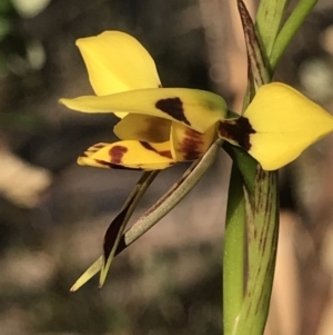 Diuris sulphurea at Kambah, ACT - 30 Oct 2018