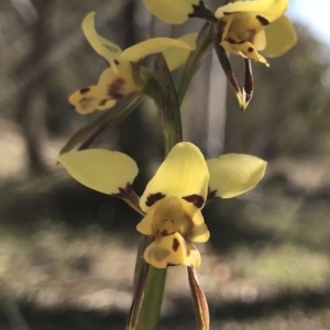 Diuris sulphurea at Kambah, ACT - 30 Oct 2018