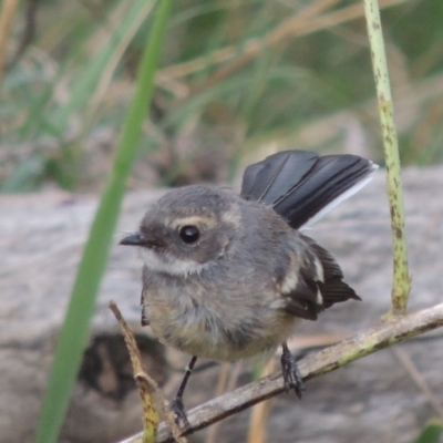 Rhipidura albiscapa (Grey Fantail) at Bullen Range - 1 Nov 2018 by MichaelBedingfield