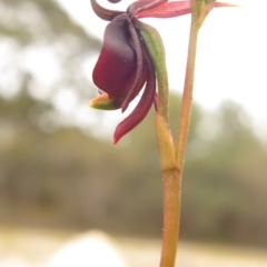 Caleana major (Large Duck Orchid) at Tura Beach, NSW - 1 Nov 2018 by isopogon