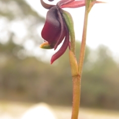 Caleana major (Large Duck Orchid) at Tura Beach, NSW - 31 Oct 2018 by isopogon