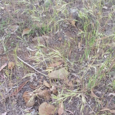 Bromus diandrus (Great Brome) at Griffith, ACT - 29 Oct 2018 by ianandlibby1