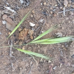 Bromus diandrus at Griffith, ACT - 29 Oct 2018