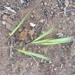 Bromus diandrus at Griffith, ACT - 29 Oct 2018