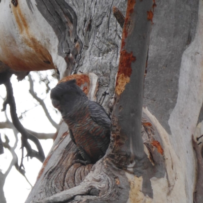 Callocephalon fimbriatum (Gang-gang Cockatoo) at Hughes, ACT - 2 Nov 2018 by JackyF