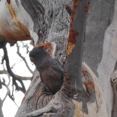 Callocephalon fimbriatum (Gang-gang Cockatoo) at Red Hill to Yarralumla Creek - 1 Nov 2018 by JackyF