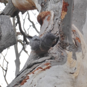 Callocephalon fimbriatum at Hughes, ACT - suppressed