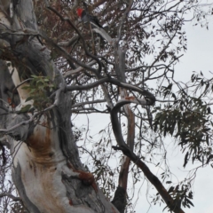 Callocephalon fimbriatum at Hughes, ACT - suppressed