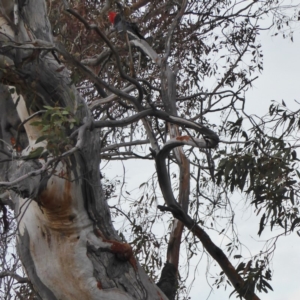 Callocephalon fimbriatum at Hughes, ACT - 2 Nov 2018