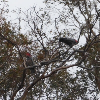 Callocephalon fimbriatum (Gang-gang Cockatoo) at Red Hill to Yarralumla Creek - 1 Nov 2018 by JackyF