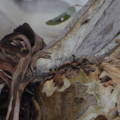 Apis mellifera (European honey bee) at Red Hill to Yarralumla Creek - 1 Nov 2018 by JackyF