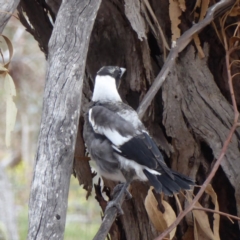 Gymnorhina tibicen (Australian Magpie) at Hughes, ACT - 2 Nov 2018 by JackyF