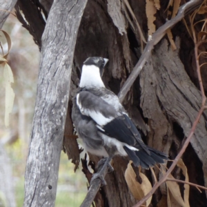 Gymnorhina tibicen at Hughes, ACT - 2 Nov 2018 09:15 AM