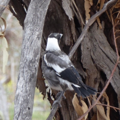 Gymnorhina tibicen (Australian Magpie) at Red Hill Nature Reserve - 1 Nov 2018 by JackyF
