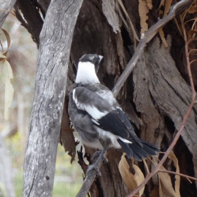 Gymnorhina tibicen (Australian Magpie) at Hughes, ACT - 2 Nov 2018 by JackyF