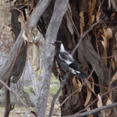 Gymnorhina tibicen at Hughes, ACT - 2 Nov 2018 09:15 AM