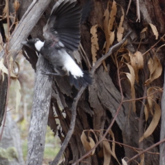 Gymnorhina tibicen at Hughes, ACT - 2 Nov 2018 09:15 AM