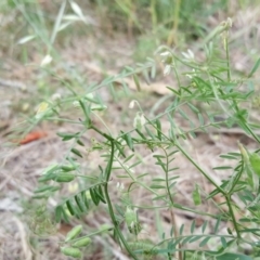 Vicia villosa subsp. eriocarpa (Russian Vetch) at Jerrabomberra, ACT - 2 Nov 2018 by Mike