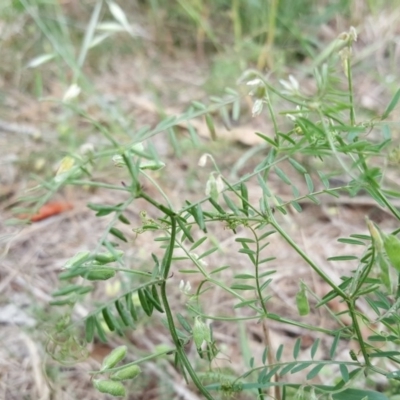 Vicia villosa subsp. eriocarpa (Russian Vetch) at Jerrabomberra, ACT - 1 Nov 2018 by Mike