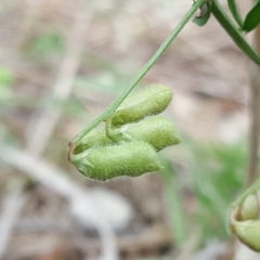 Vicia villosa subsp. eriocarpa at Jerrabomberra, ACT - 2 Nov 2018