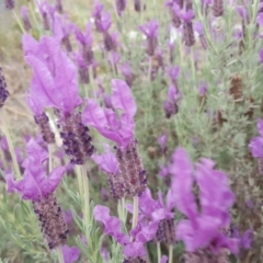 Lavandula stoechas at Isaacs Ridge and Nearby - 2 Nov 2018