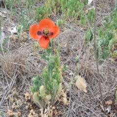 Papaver dubium (Longhead Poppy) at Tuggeranong DC, ACT - 1 Nov 2018 by Mike