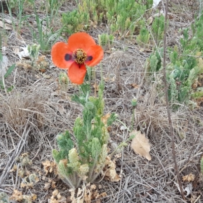 Papaver dubium (Longhead Poppy) at Tuggeranong DC, ACT - 2 Nov 2018 by Mike