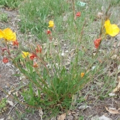 Oenothera stricta subsp. stricta (Common Evening Primrose) at Jerrabomberra, ACT - 1 Nov 2018 by Mike