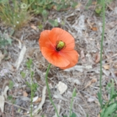 Papaver dubium (Longhead Poppy) at Jerrabomberra, ACT - 1 Nov 2018 by Mike