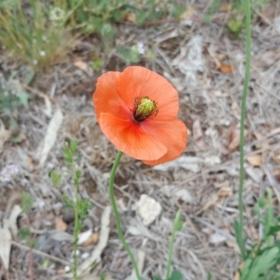 Papaver dubium (Longhead Poppy) at Jerrabomberra, ACT - 2 Nov 2018 by Mike