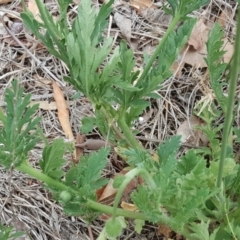 Papaver dubium at Jerrabomberra, ACT - 2 Nov 2018