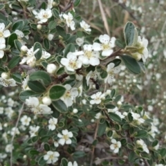 Cotoneaster rotundifolius (A Cotoneaster) at Isaacs Ridge - 1 Nov 2018 by Mike