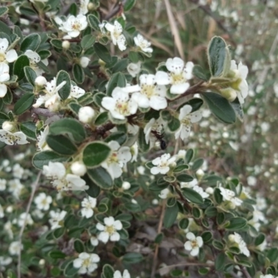 Cotoneaster rotundifolius (A Cotoneaster) at Jerrabomberra, ACT - 1 Nov 2018 by Mike